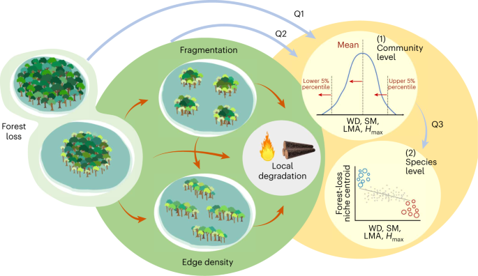 Winner–loser plant trait replacements in human-modified tropical 