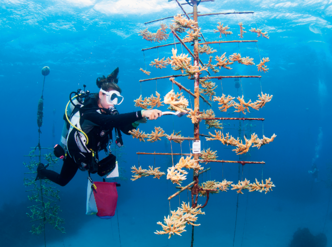 Protecting existing coral reefs must be our priority | Nature Ecology ...