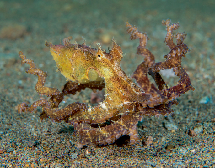 Algae octopus (Abdopus aculeatus) | Nature Ecology & Evolution