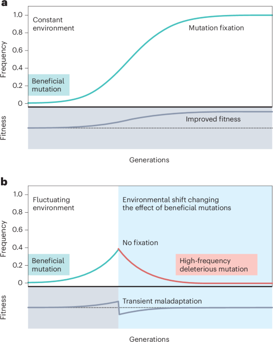 Deep mutational scans clarify the record of evolution | Nature Ecology ...