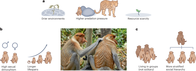 Drivers of same same-sex sexual behaviour - Nature Ecology & Evolution