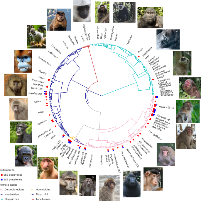 Ecological and social pressures drive same-sex sexual behaviour in non-human primates - Nature Ecology & Evolution