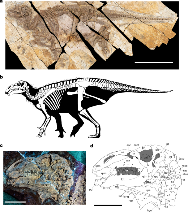 Cellular-level preservation of cutaneous spikes in an Early Cretaceous iguanodontian dinosaur - Nature
