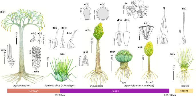 can glutathione make your period late Frontiers Organoids as powerful models of