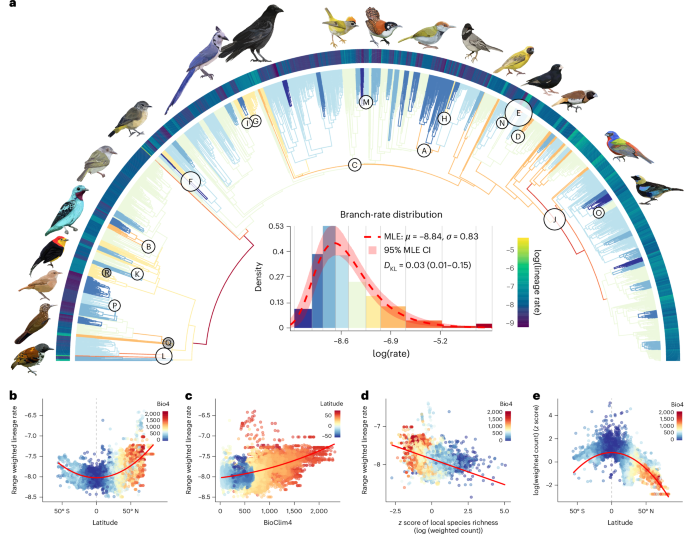 Climate Shifts Linked to Bursts in Songbird Body-Plan Evolution
