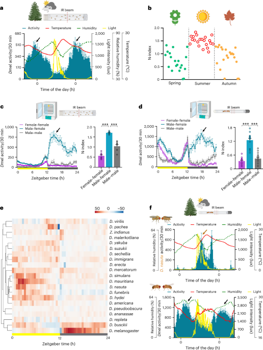 Mating imperatives drive plasticity of the daily temporal niche in fruit flies