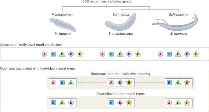 Ancient vocabulary for evolving cells - Nature Ecology & Evolution