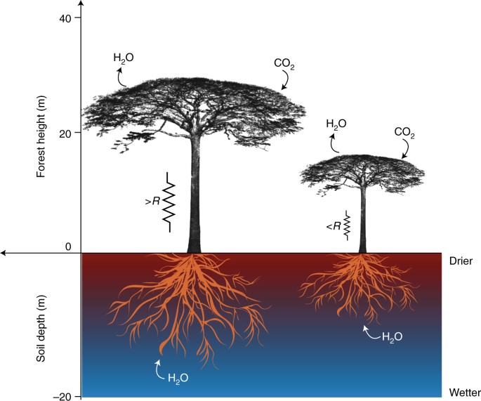 Tree Height Measurement, Forestry, Extension