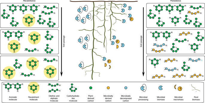 Persistence of dissolved organic matter explained by molecular changes  during its passage through soil | Nature Geoscience