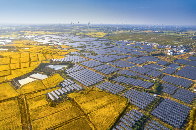 buy jade plants Variegated Jade (Elephant Bush) Crassula ovata 'Variegata' main image 0