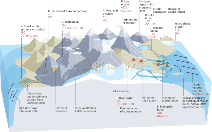 Anthropogenic impacts on mud and organic carbon cycling