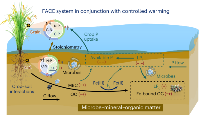 Combined warming and rising CO2 limit phosphorus availability in rice paddies - Nature Geoscience