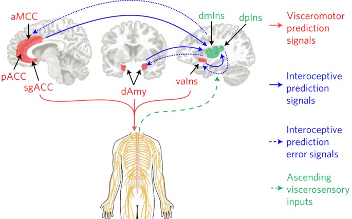 Evidence For A Large Scale Brain System Supporting Allostasis And Interoception In Humans Nature Human Behaviour