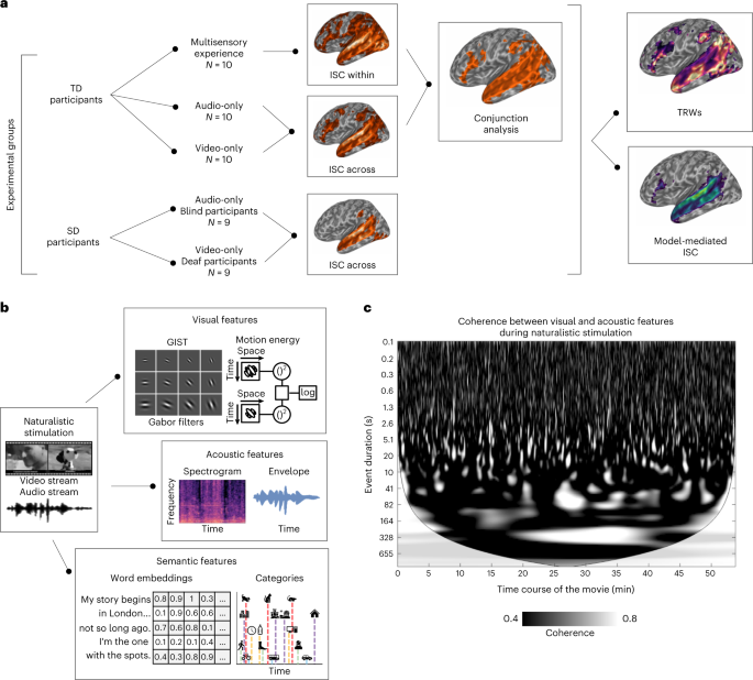 A modality-independent proto-organization of human multisensory areas | Nature Human Behaviour a-modality-independent-proto-organization-of-human-multisensory-areas-nature-human-behaviour