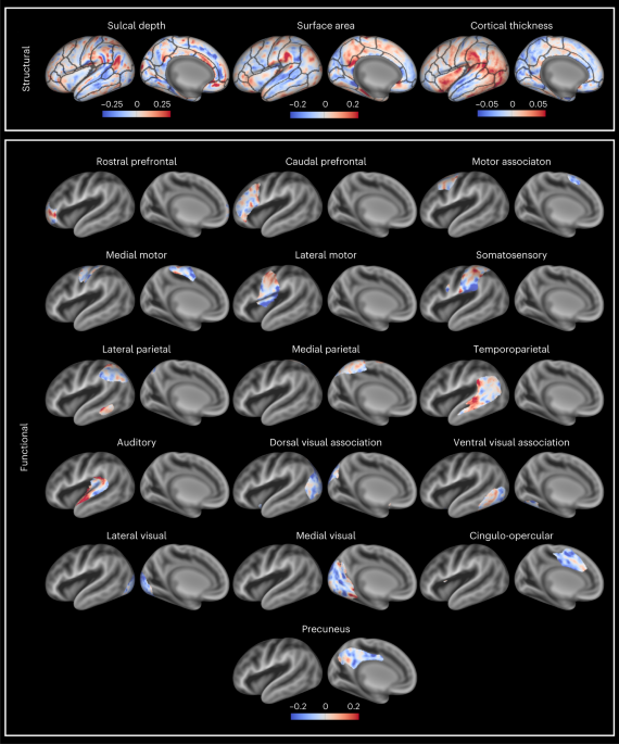 A multifaceted gradient in human cerebellum of structural and functional  development