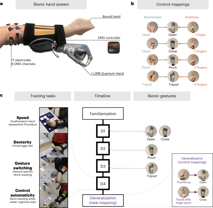 Biomimetic versus arbitrary motor control strategies for bionic ...