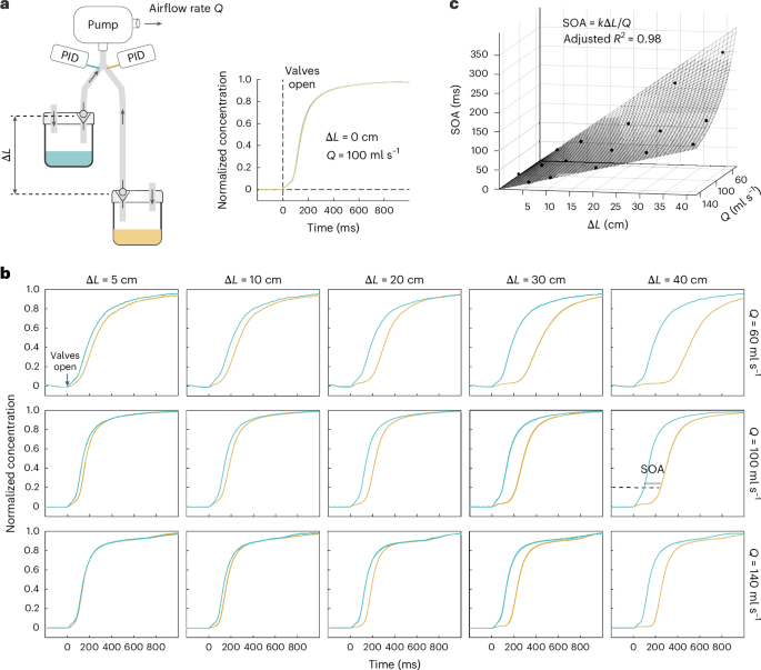 Human olfactory perception embeds fine temporal resolution within a ...