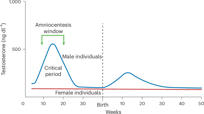 The prenatal sex steroid theory of autism after 25 years | Nature Human Behaviour