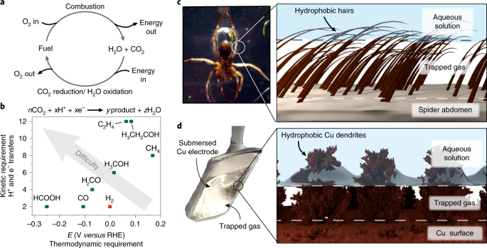 Bio Inspired Hydrophobicity Promotes Co 2 Reduction On A Cu Surface Nature Materials
