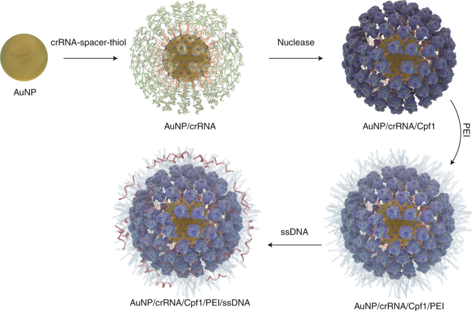 Crispr genome editing in stem cells turns to gold