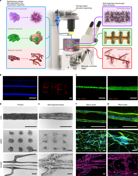 Recapitulating macro-scale tissue self-organization through