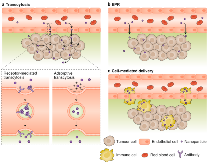 Active Transcytosis And New Opportunities For Cancer Nanomedicine Nature Materials Active Transcytosis And New Opportunities For Cancer Nanomedicine Nature Materials