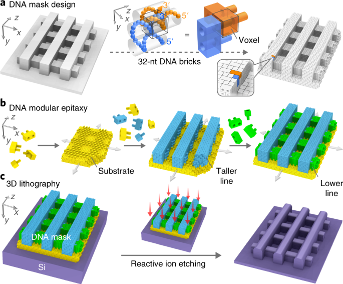 Three Dimensional Nanolithography Guided By Dna Modular Epitaxy Nature Materials Three Dimensional Nanolithography Guided By Dna Modular Epitaxy Nature Materials