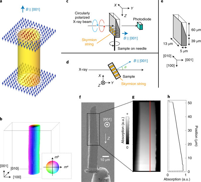 Direct visualization of the three-dimensional shape of skyrmion strings in  a noncentrosymmetric magnet | Nature Materials