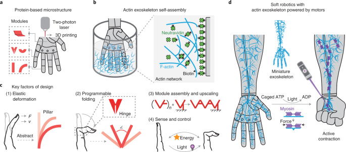 3D printed protein-based robotic structures actuated by molecular motor  assemblies | Nature Materials