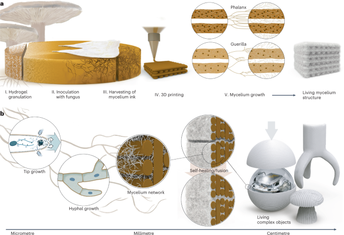 Advanced mycelium materials as potential self-growing biomedical
