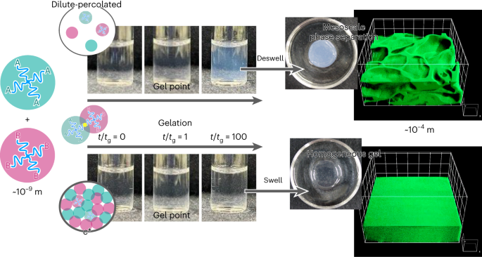 Percolation-induced gel–gel phase separation in a dilute polymer network