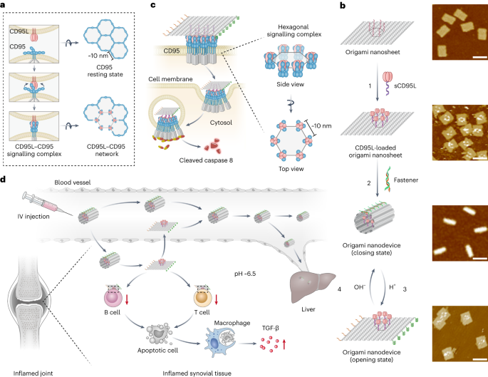 A DNA origami device