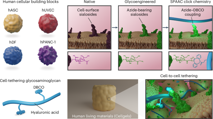 Engineered nascent living human tissues with unit programmability 