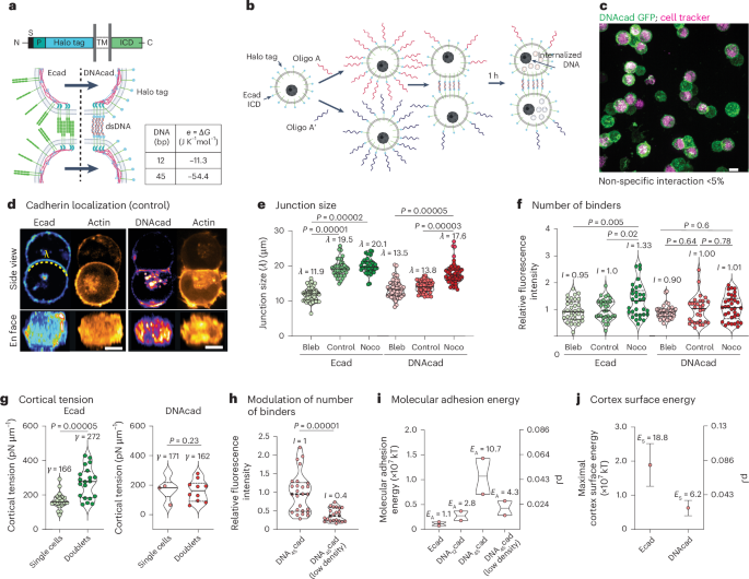 Contact, Adhesion and Rupture of Elastic Solids (Springer Series in So Fast, strong, and reversible adhesives with dynamic covalent bonds