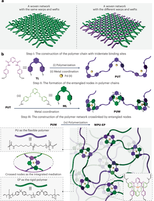 Weaving-inspired asymmetric entangled nodes in multi-component polymer networks - Nature Materials