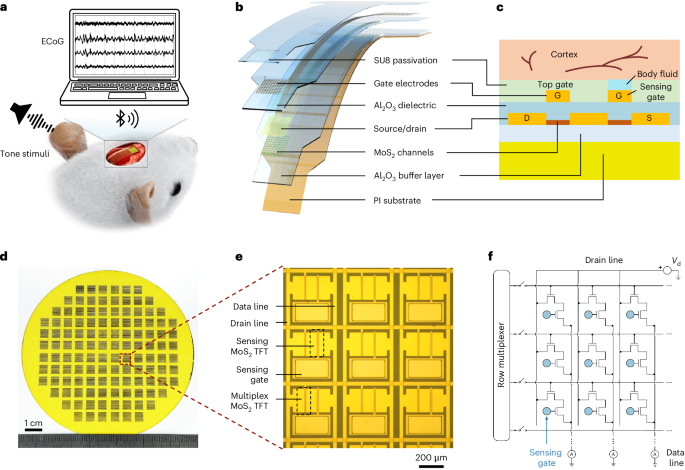 Two-dimensional semiconductor-based active array for high-fidelity spatiotemporal monitoring of neural activities