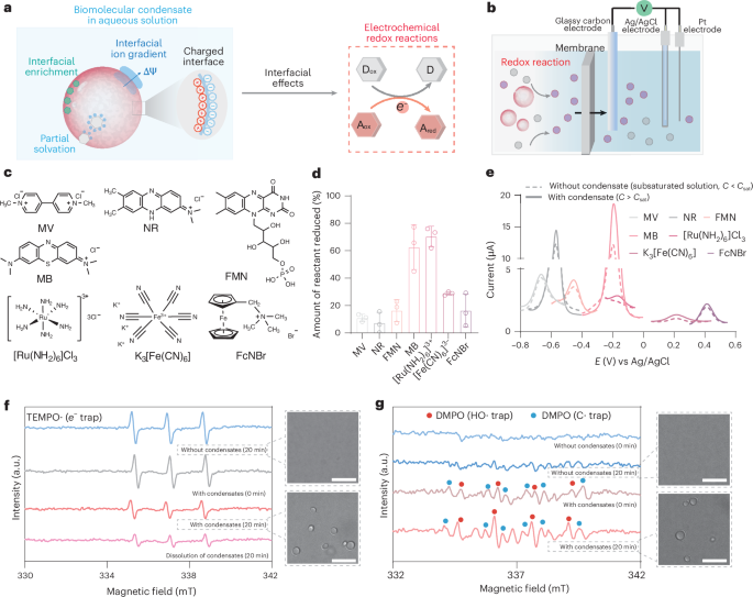 Electrogenic protein condensates as intracellular electrochemical reactors - Nature Materials