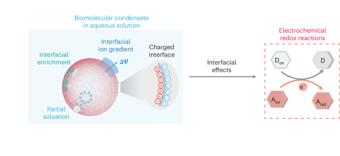 Biomolecular condensates as electrochemical powerhouses - Nature Materials