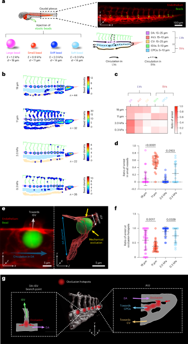 Cell viscosity influences haematogenous dissemination and metastatic extravasation of tumour cells