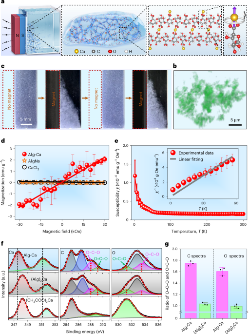 Unexpected strong paramagnetism of hydrogels containing carbon–oxygen double bonds induced by calcium cations - Nature Materials