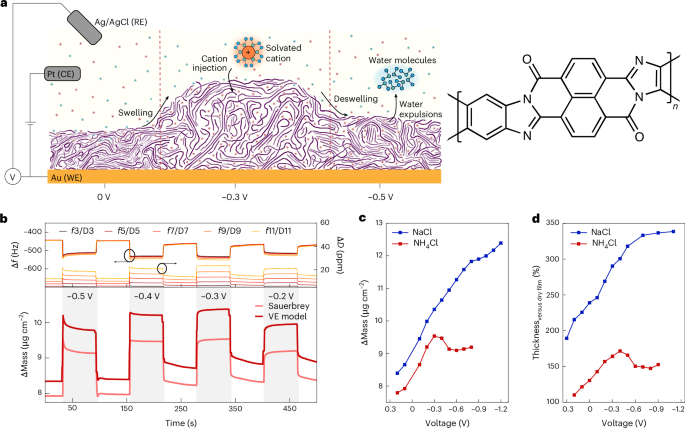 Cation–polymer interactions drive water expulsion and deswelling in n-type ladder organic mixed conductors - Nature Materials