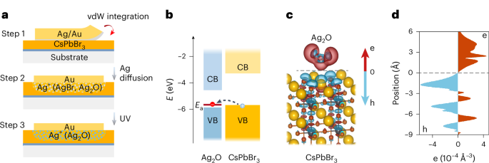 Bulk-heterojunction doping in lead halide perovskites for low-resistance metal contacts