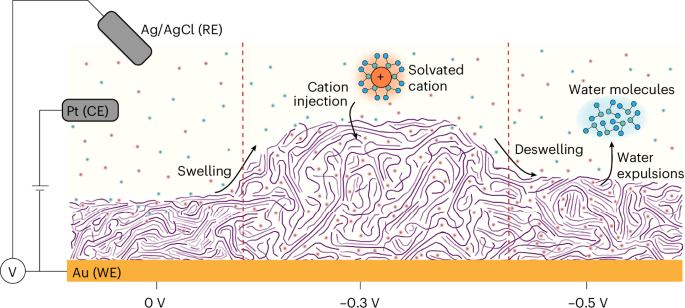How ions squeeze water out of n-type ladder organic mixed conductors