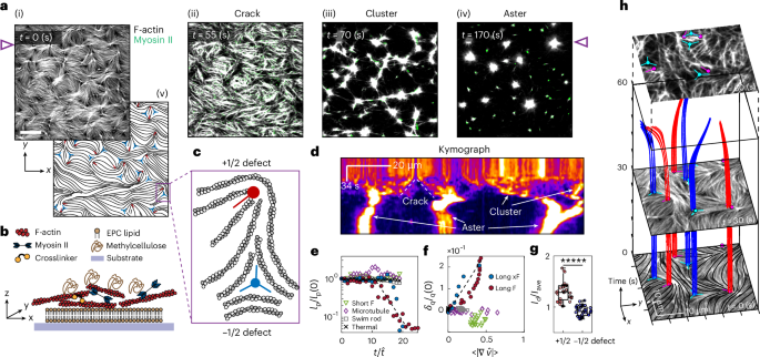 Topological control of spontaneous failure in active nematic solids