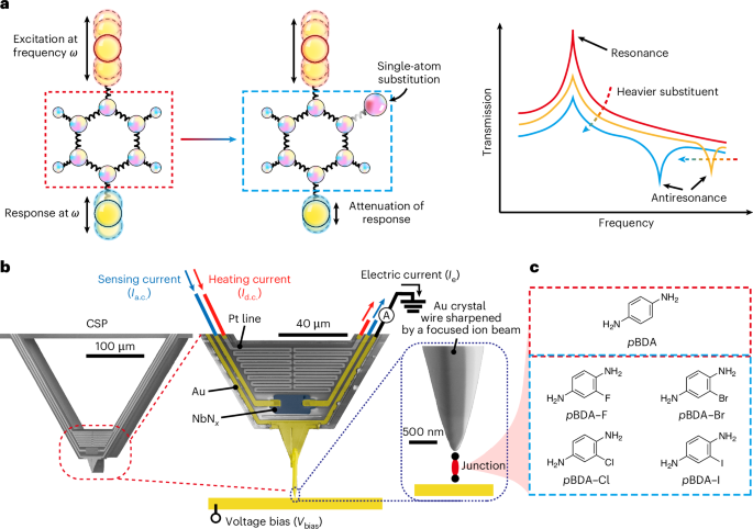 Tuning phonon transmission via single-atom substituents