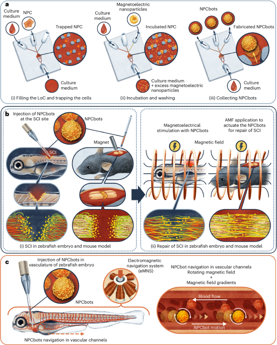 41563_2026_2625_Fig1_HTML.png