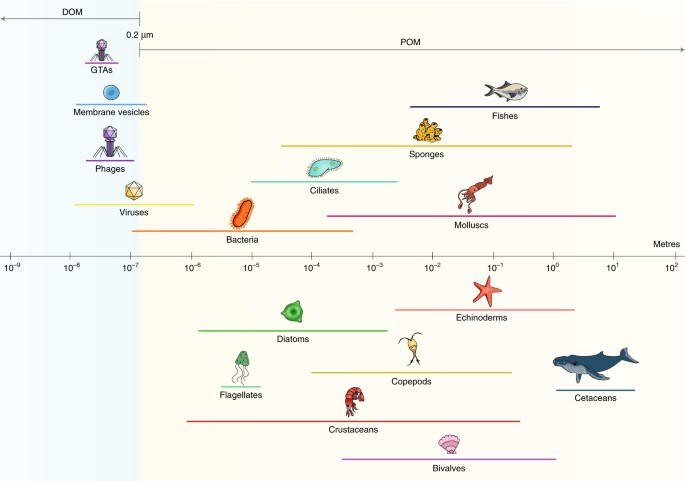 Phage Puppet Masters Of The Marine Microbial Realm Nature