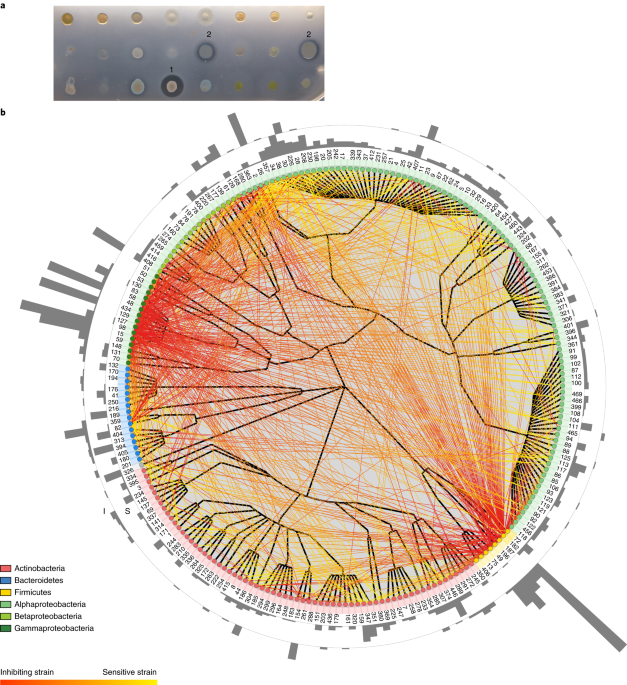 Bipartite interactions, antibiotic production and biosynthetic potential of the arabidopsis leaf microbiome