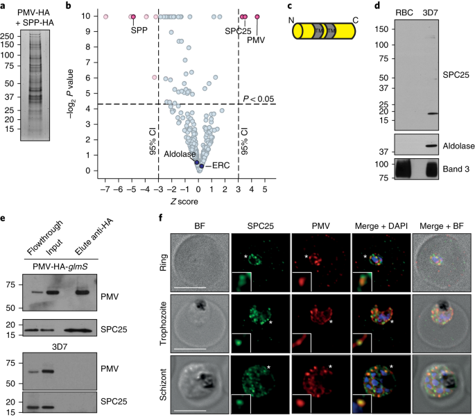 Plasmepsin V Cleaves Malaria Effector Proteins In A Distinct Endoplasmic Reticulum Translocation Interactome For Export To The Erythrocyte Nature Microbiology