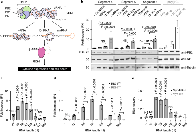 They Used To Call It Influenza Di >> Mini Viral Rnas Act As Innate Immune Agonists During Influenza Virus They Used To Call It Influenza Di >> Mini Viral Rnas Act As Innate Immune Agonists During Influenza Virus